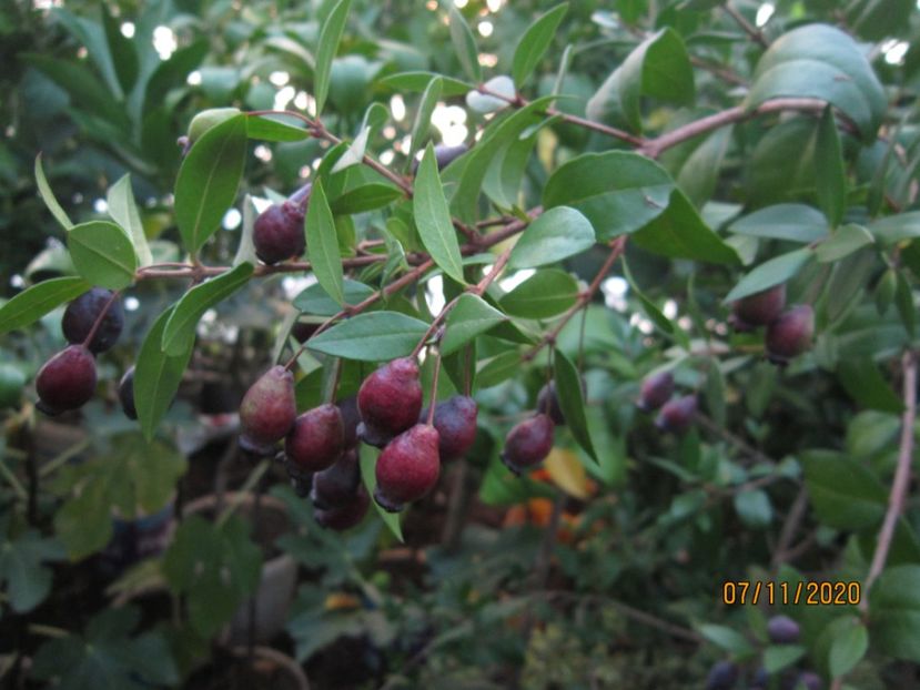 Mirt variegat - Plante noiembrie - decembrie 2020