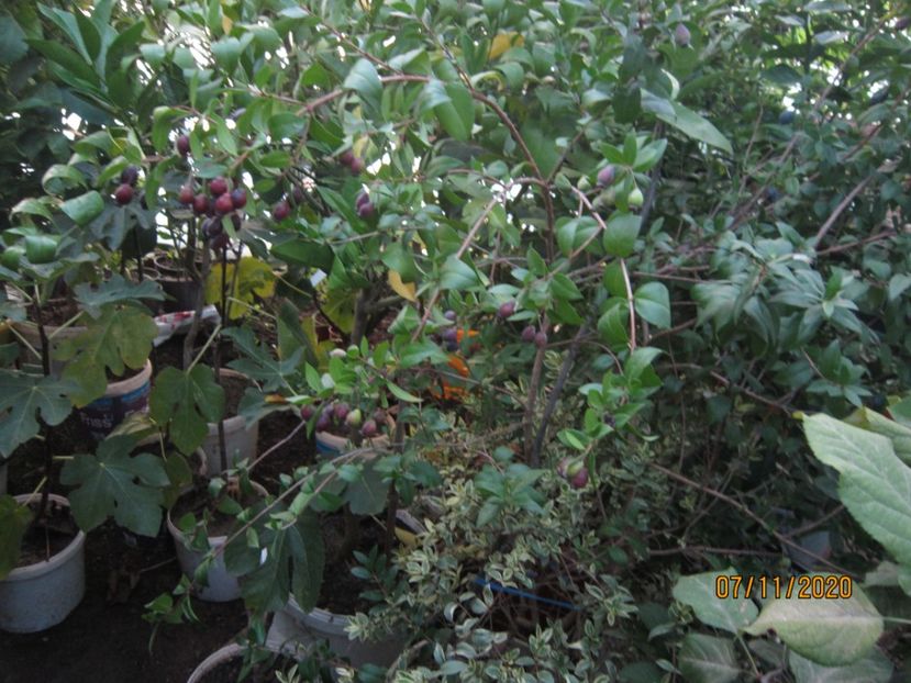 Mirt variegat - Plante noiembrie - decembrie 2020