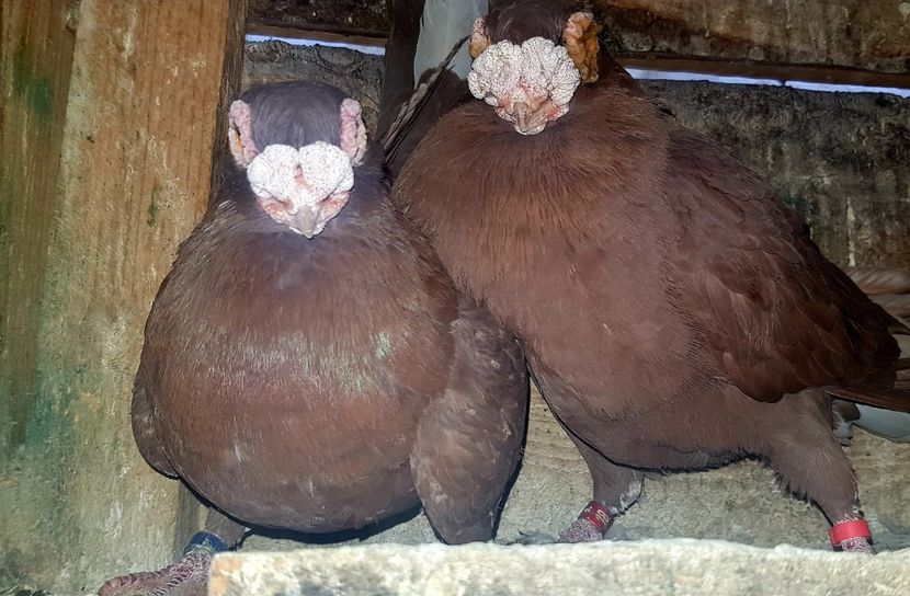  - GROUP FACEBOOK -BARB-CARUNCULAT-PIEGONS-