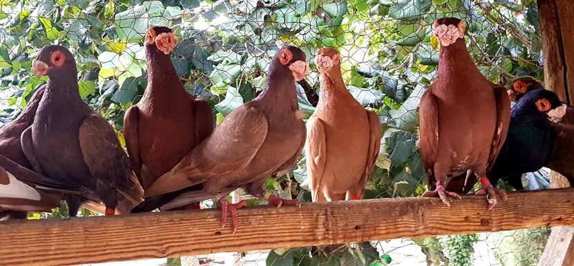  - GROUP FACEBOOK -BARB-CARUNCULAT-PIEGONS-