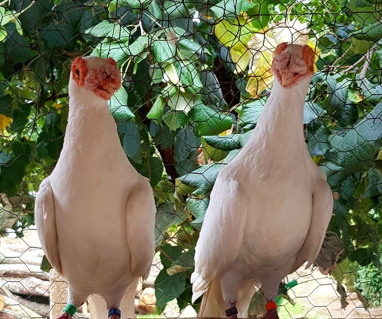  - GROUP FACEBOOK -BARB-CARUNCULAT-PIEGONS-