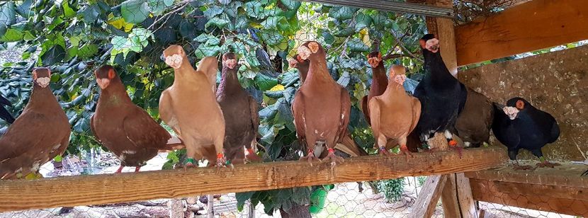  - GROUP FACEBOOK -BARB-CARUNCULAT-PIEGONS-