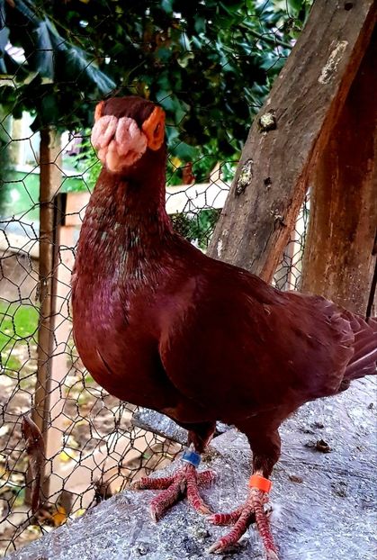 - GROUP FACEBOOK -BARB-CARUNCULAT-PIEGONS-