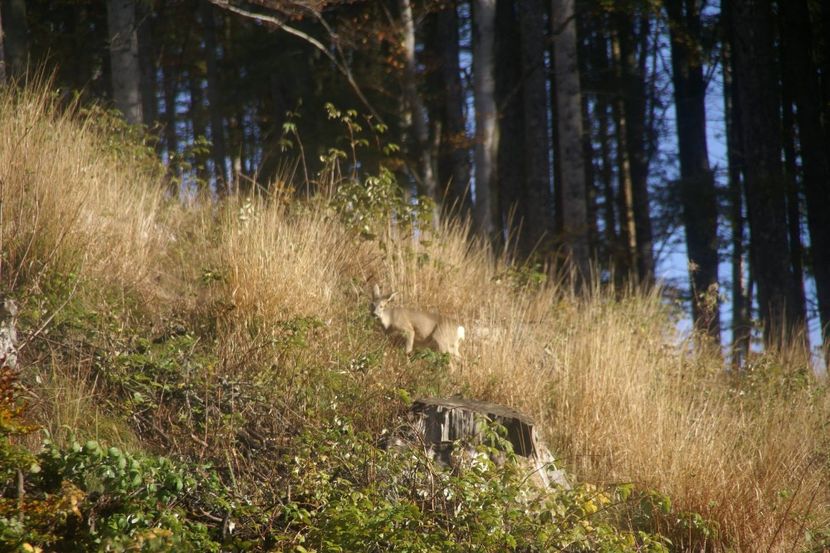 Sfioasa - Izolare deplina in salbaticia muntelui