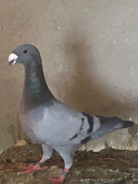 65960E14-70E8-44BE-A501-28E26FDE8424 - Porumbei vanduti 2017-2025