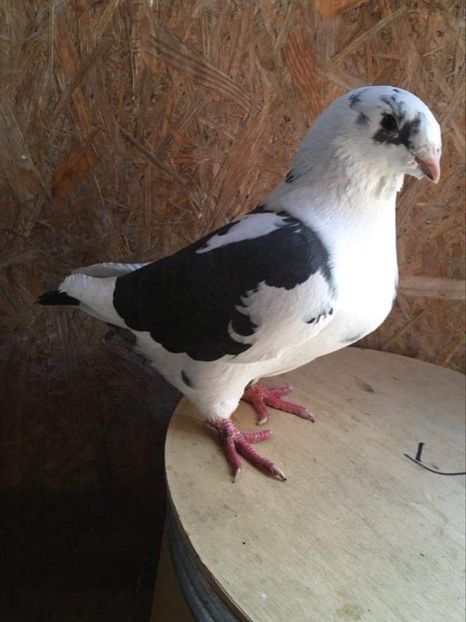 545A7BCC-EBE2-4957-8E67-8E89C21F65F0 - Porumbei vanduti 2017-2025