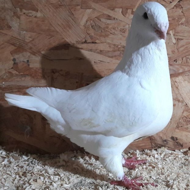  - 3---AGH DAȚI 2019 - 2025