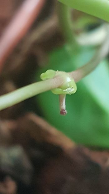 Al treilea peduncul - Tannaensis