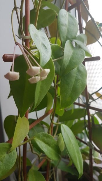 Al doilea peduncul - Tannaensis