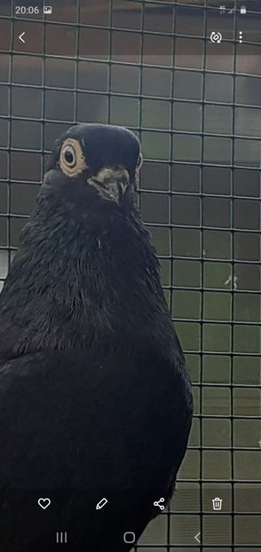 Screenshot_20201103-200636_Gallery - 6-Negru Codalb Romanesc