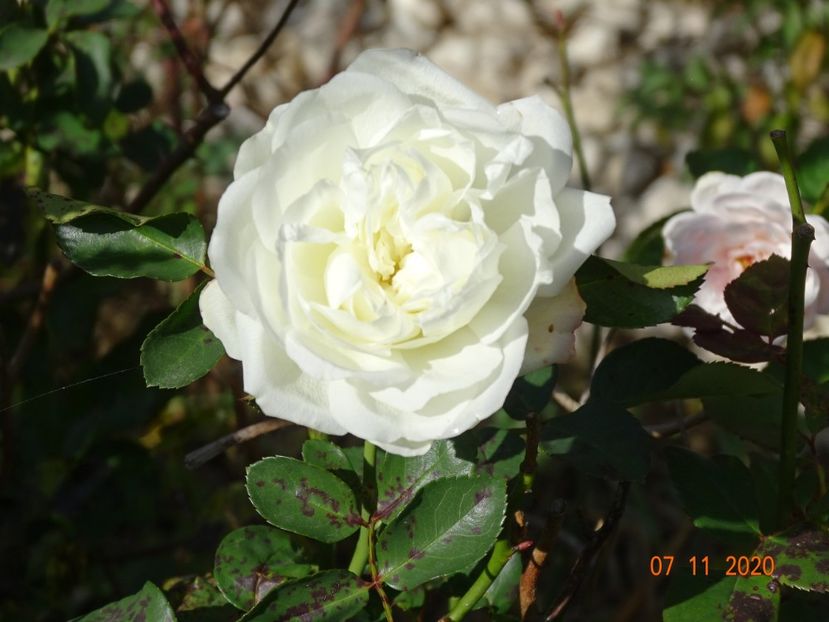 White Mediland - Trandafiri 5
