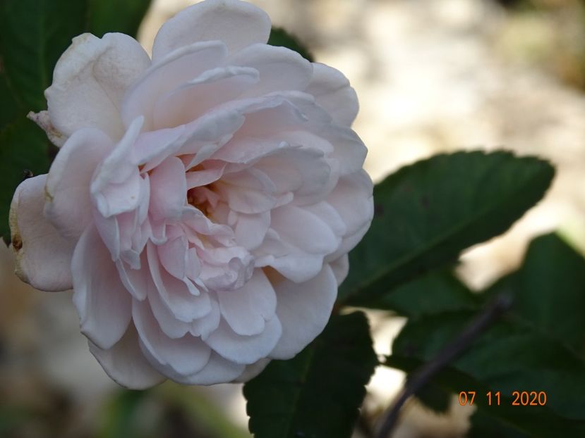 Marie Pavic - Trandafiri 5