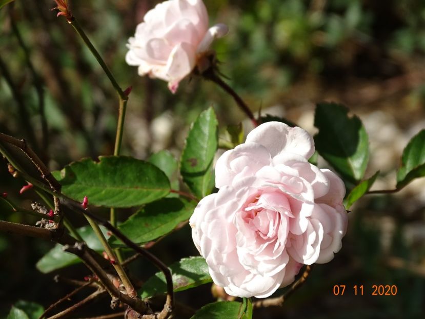 Marie Pavic - Trandafiri 5