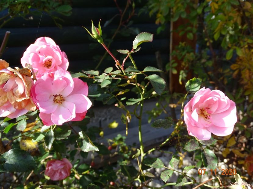 Bonica - Trandafiri 5