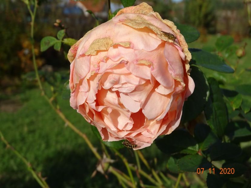 Polka - Trandafiri 5