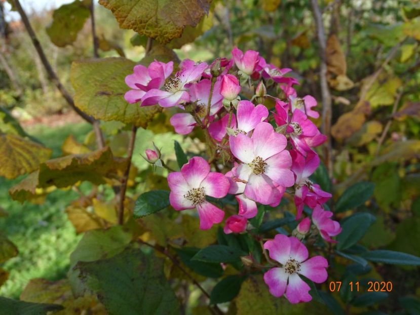 Mozart - Trandafiri 5