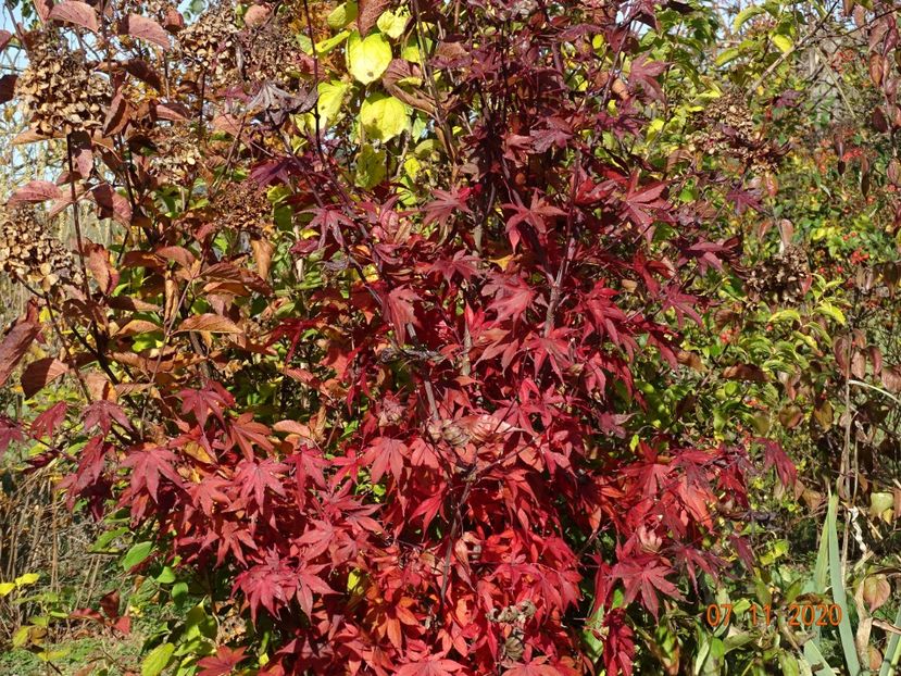 acer palmatum Trompenburg - Dobarland 2020 6
