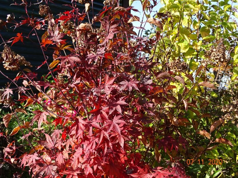 acer palmatum Trompenburg - Dobarland 2020 6