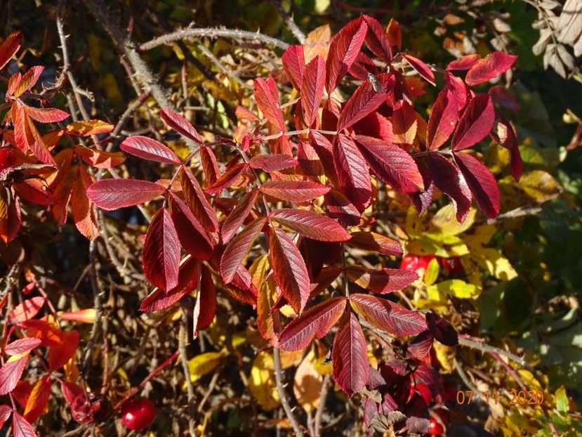 Ann Endt - Dobarland 2020 6