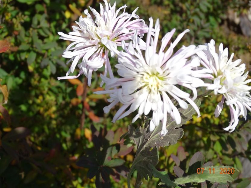 tufanele roz ciufulite - Dobarland 2020 6