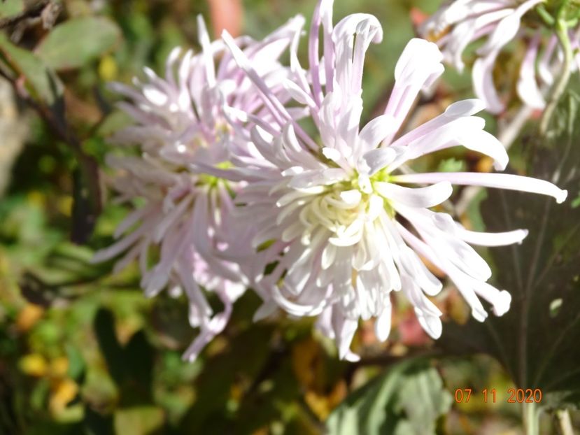 tufanele roz ciufulite - Dobarland 2020 6