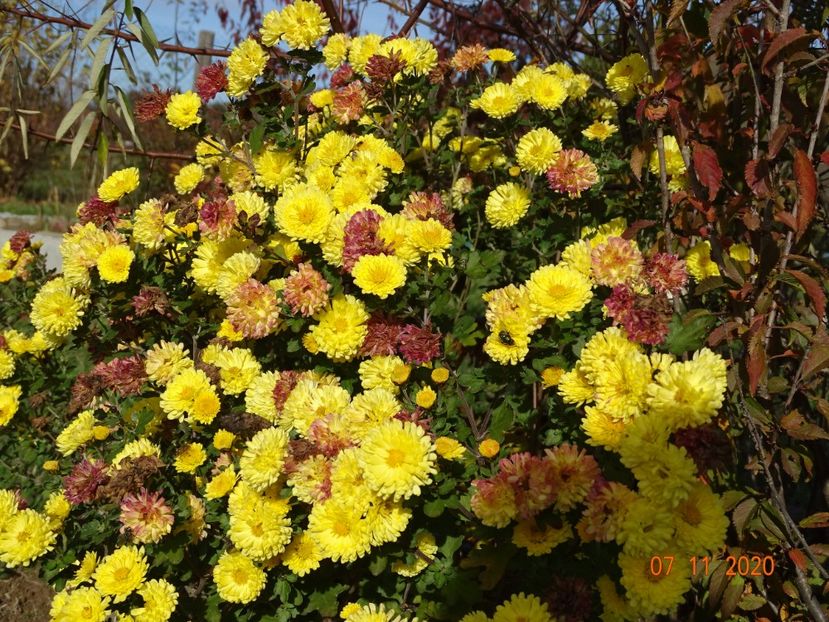 chrysanthemum Nantyderry Sunshine - Dobarland 2020 6
