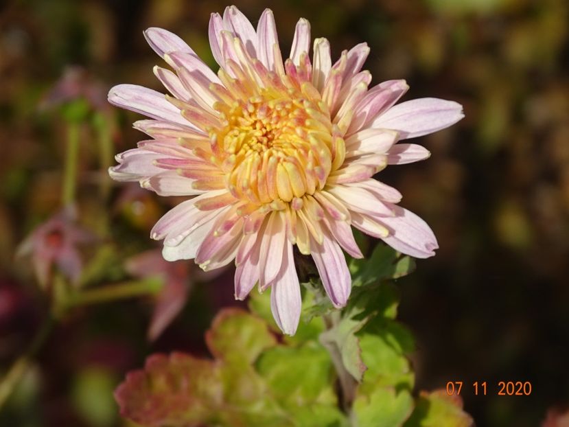 tufanele - Dobarland 2020 6