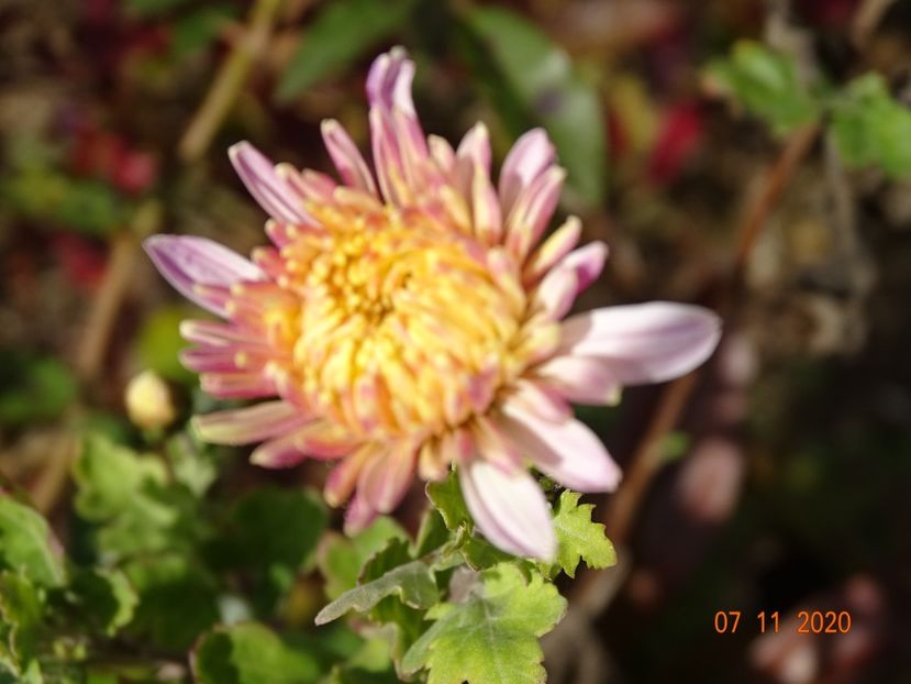 tufanele - Dobarland 2020 6