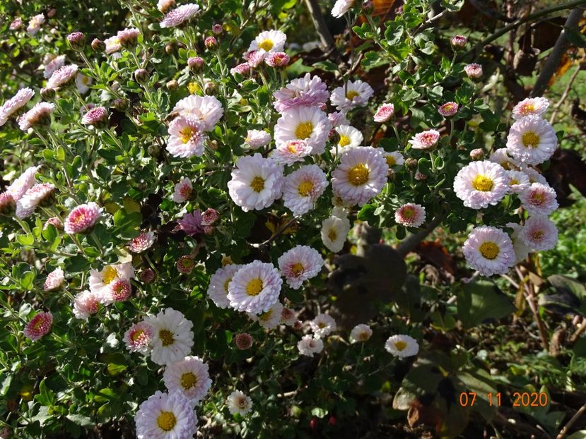 chrysanthemum Julia - Dobarland 2020 6