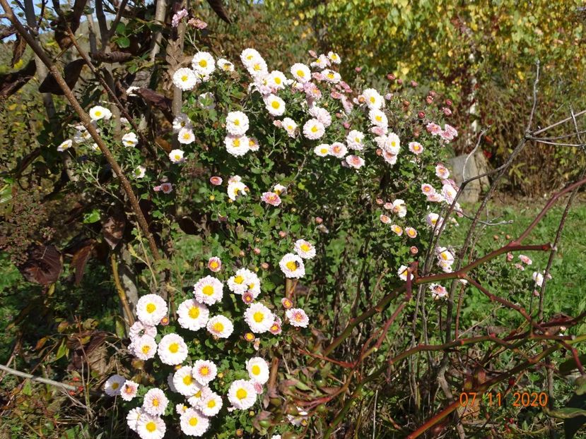 chrysanthemum Julia - Dobarland 2020 6