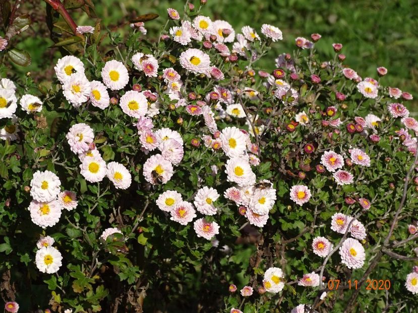 chrysanthemum Julia - Dobarland 2020 6