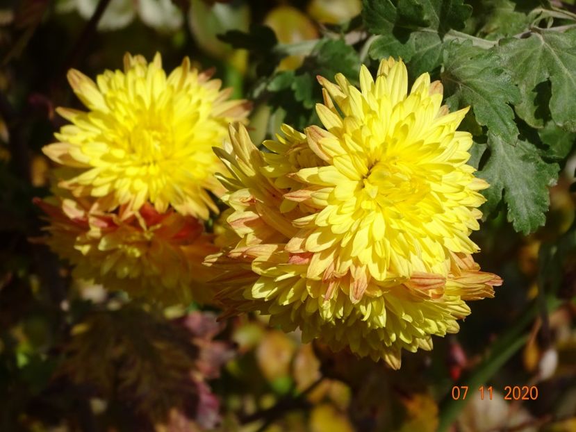 tufanele galben inchis - Dobarland 2020 6