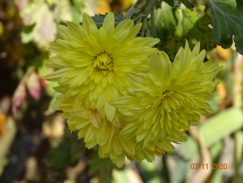 tufanele galben inchis - Dobarland 2020 6