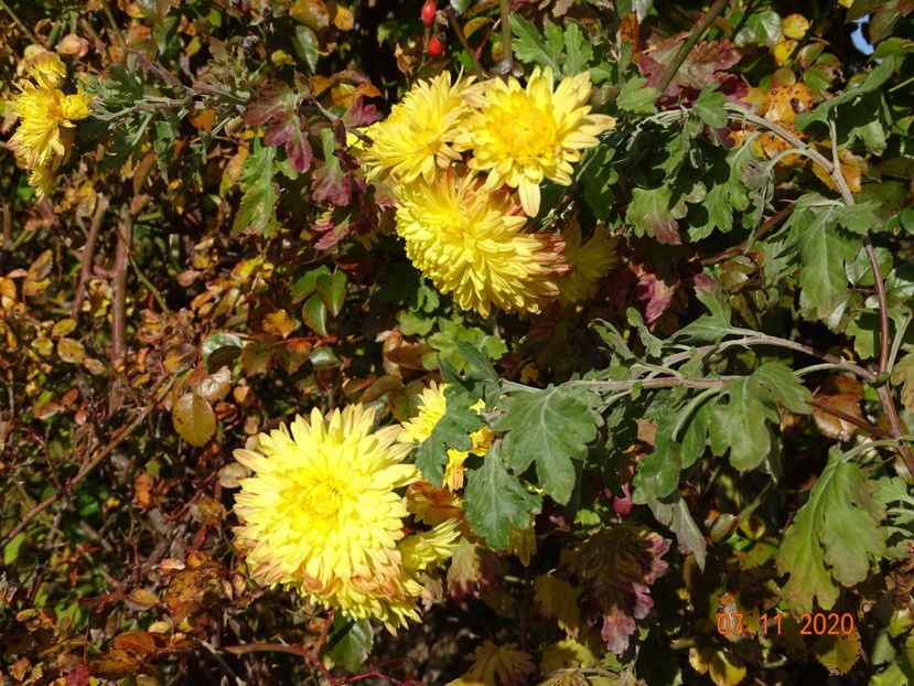 tufanele galben inchis - Dobarland 2020 6