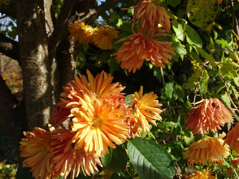 chrysanthemum Kleiner Bernstein - Dobarland 2020 6