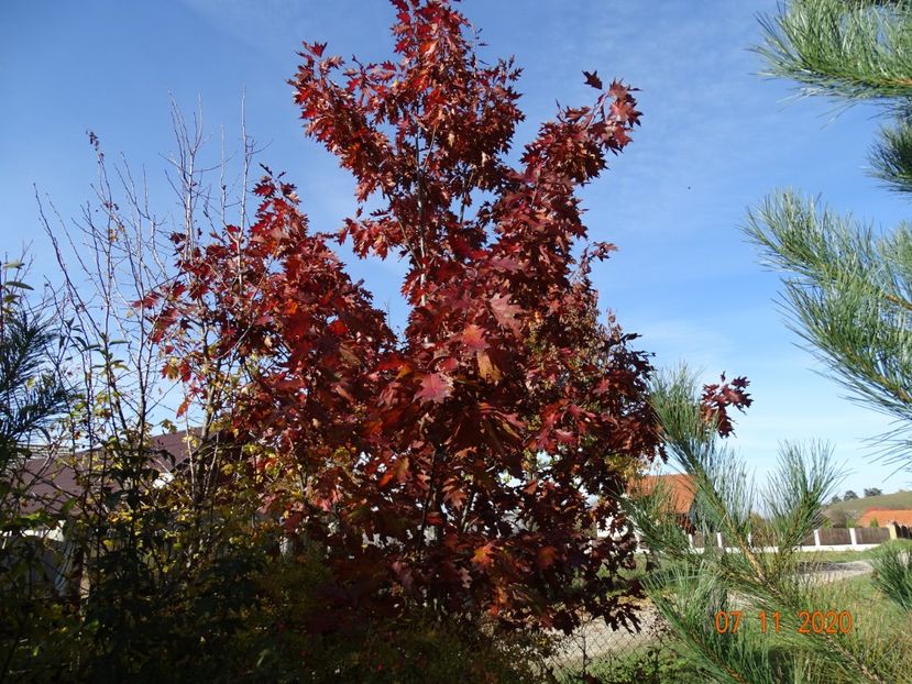 quercus rubra - Dobarland 2020 6