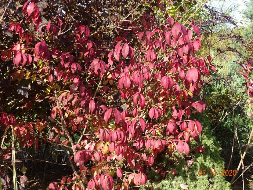 euonymus alatus Compactus - Dobarland 2020 6