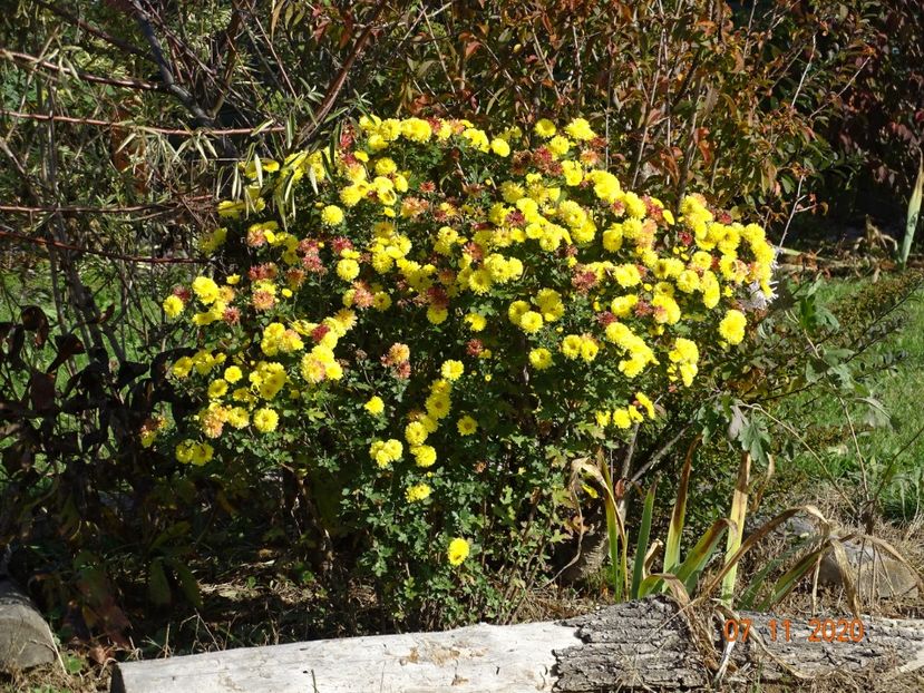 chrysanthemum Nantyderry Sunshine - Dobarland 2020 6