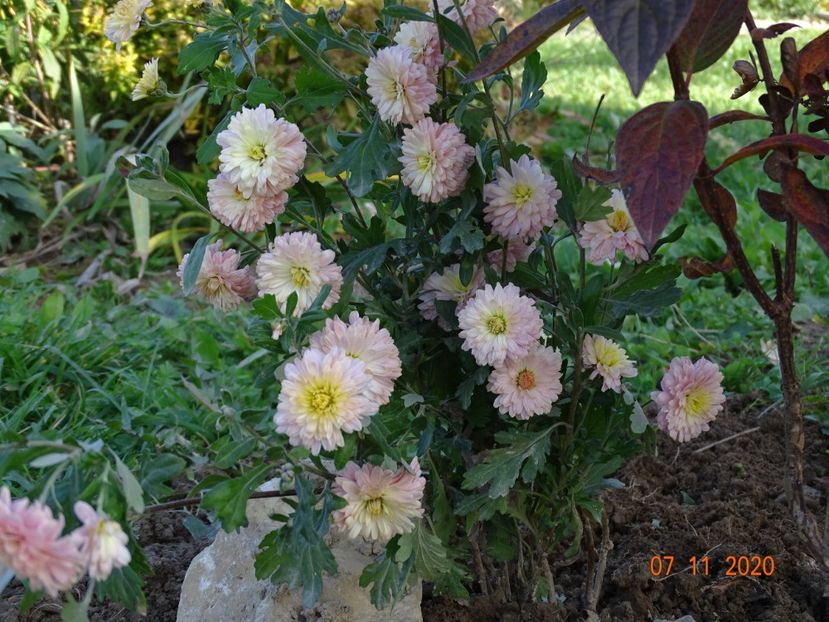 tufanele somon - Dobarland 2020 6