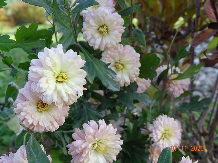 tufanele somon - Dobarland 2020 6