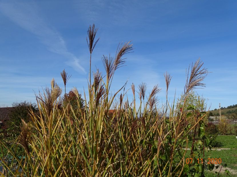 miscanthus sinensis Zebrinus - Dobarland 2020 6