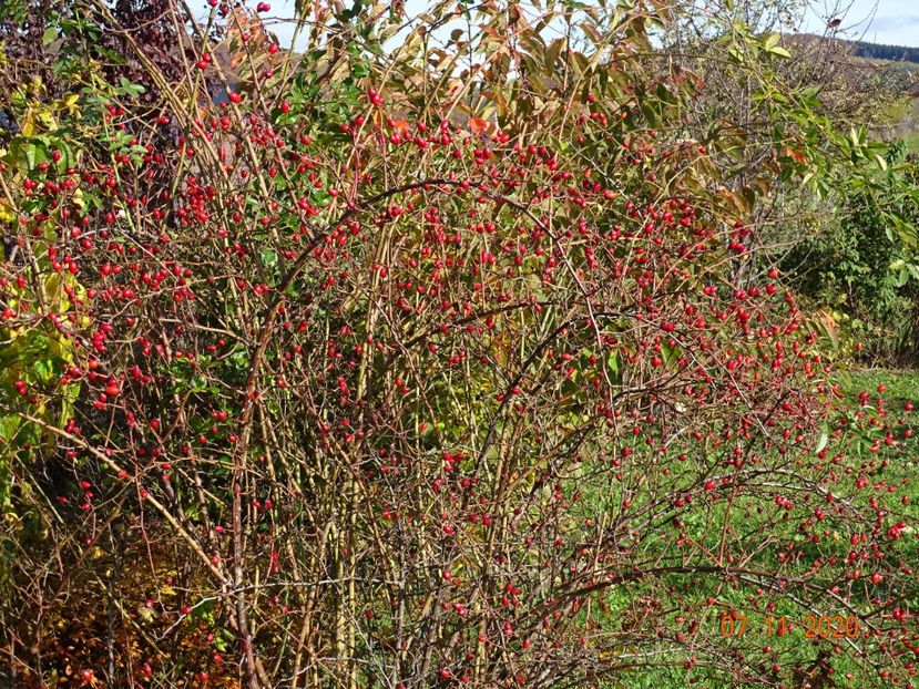 rosa canina - Dobarland 2020 6