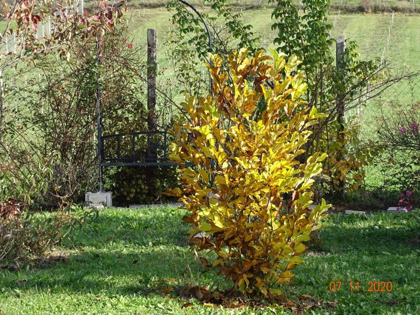 magnolia stellata Rosea - Dobarland 2020 6