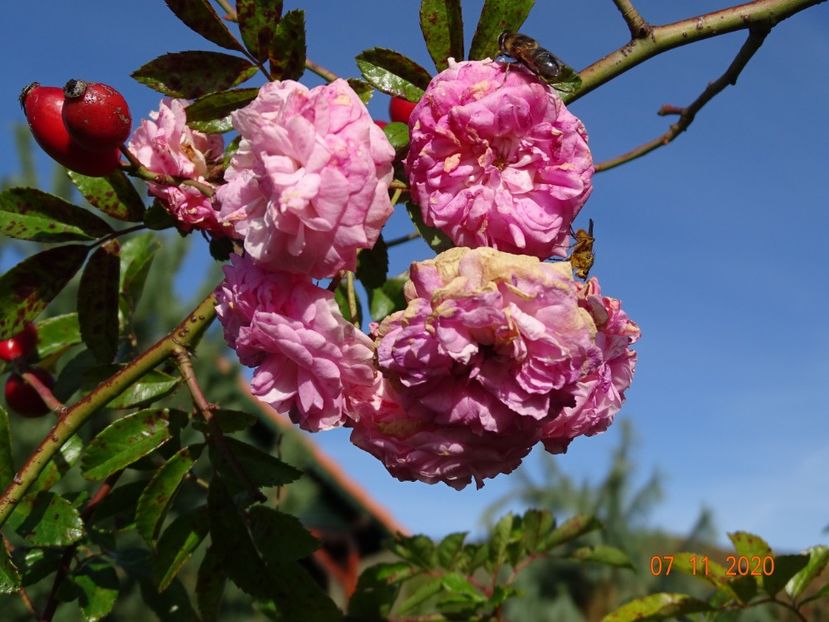 Pink Ghislaine de Feligonde - Trandafiri 5