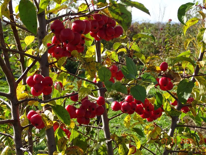 malus Red Sentinel - Dobarland 2020 6