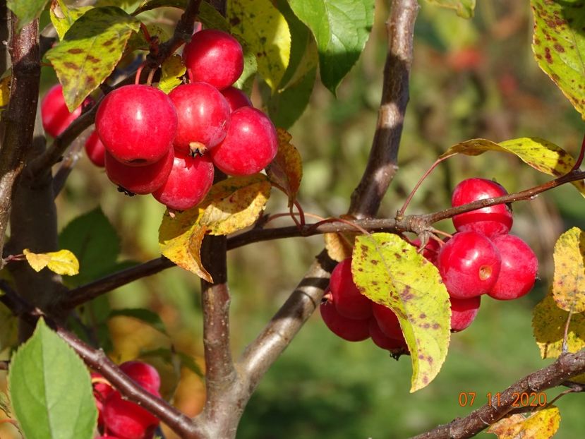 malus Red Sentinel - Dobarland 2020 6