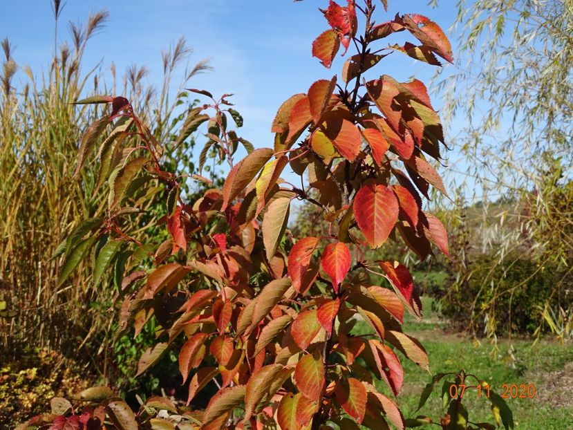 prunus Pink Perfection - Dobarland 2020 6