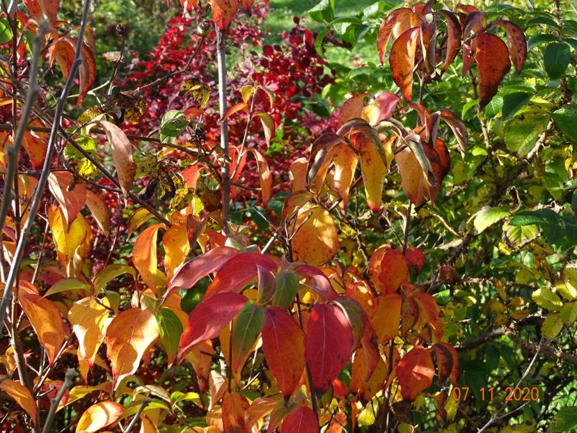 cornus kousa - Dobarland 2020 6
