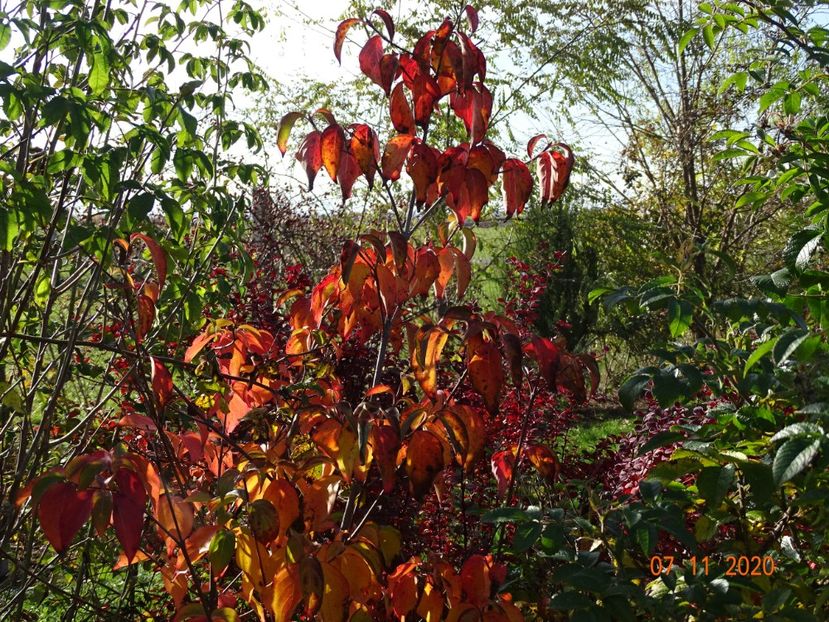 cornus kousa - Dobarland 2020 6