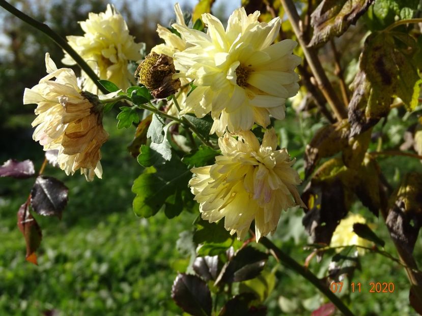 tufanele galben deschis - Dobarland 2020 6